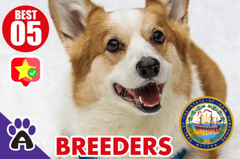 5 Best Reviewed Corgi Breeders in New Hampshire 2021 (Puppies for Sale in NH)