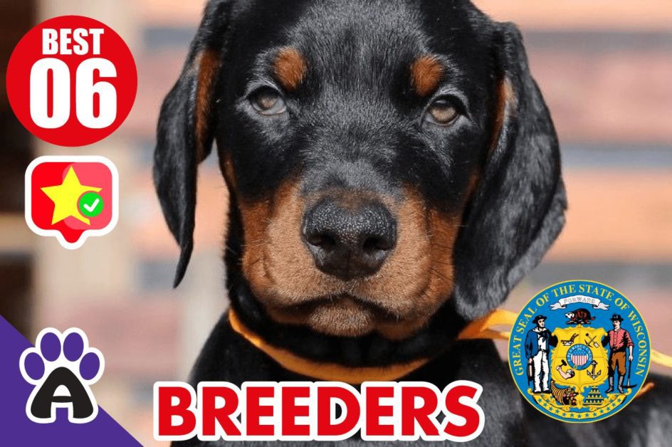 6 Best Reviewed Doberman Breeders In Wisconsin 2021 (Puppies For Sale in WI)