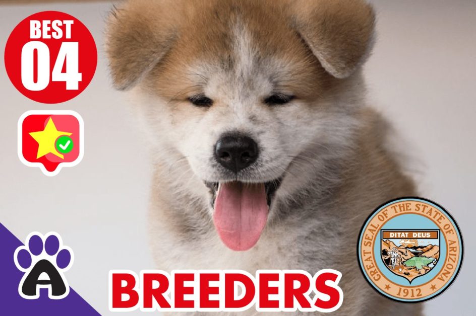 4 Best Reviewed Akita Breeders In Arizona 2021 (Puppies For Sale in AZ)