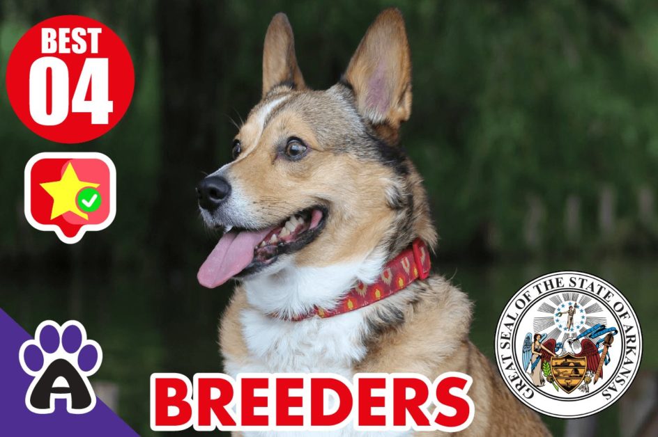 4 Best Reviewed Corgi Breeders in Arkansas 2021 (Puppies for Sale AR)