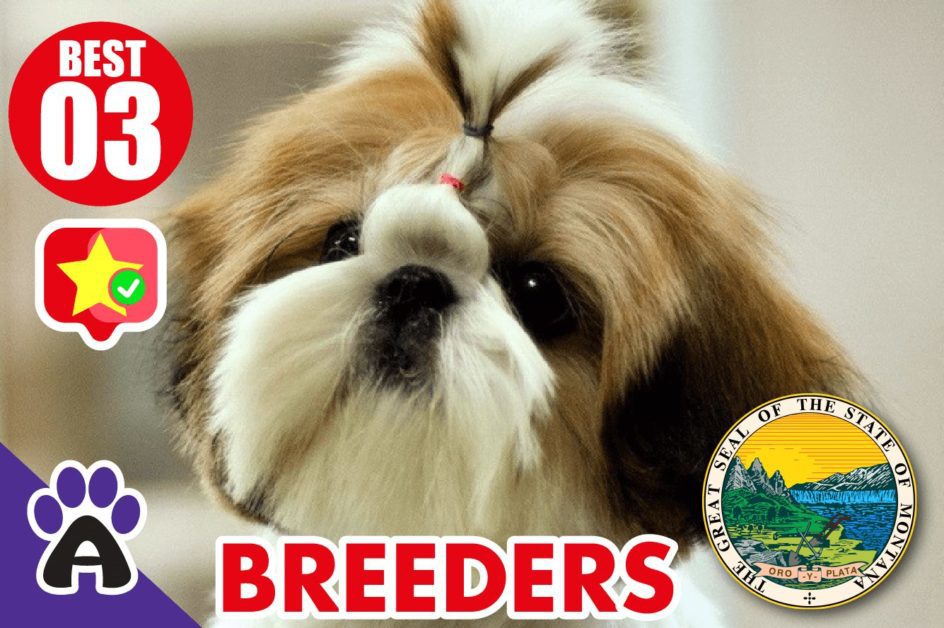 3 Best Reviewed Shih Tzu Breeders In Montana 2021 (Puppies For Sale)