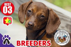3 Best Reviewed Dachshund Breeders In Arkansas 2021 (Puppies For Sale in AR)