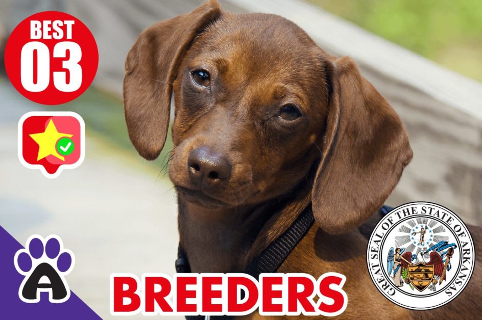 3 Best Reviewed Dachshund Breeders In Arkansas 2021 (Puppies For Sale in AR)