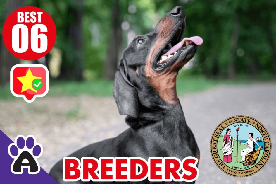 6 Best Reviewed Dachshund Breeders In South Carolina 2021 (Puppies For Sale in SC)