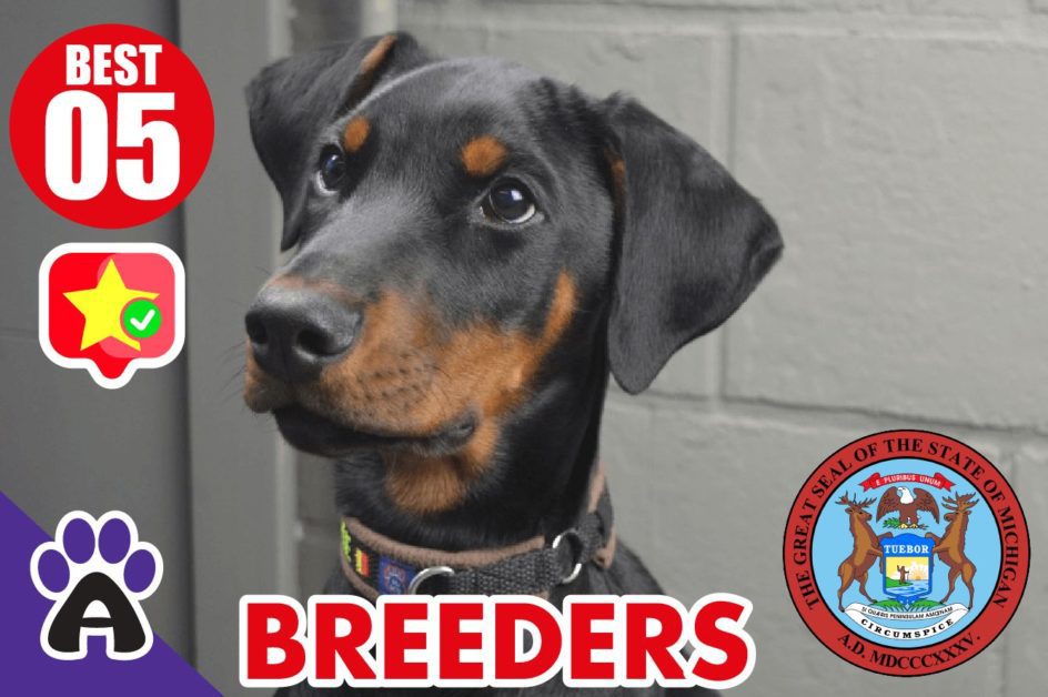 5 Best Reviewed Doberman Breeders In Michigan 2021 (Puppies For Sale in MA)