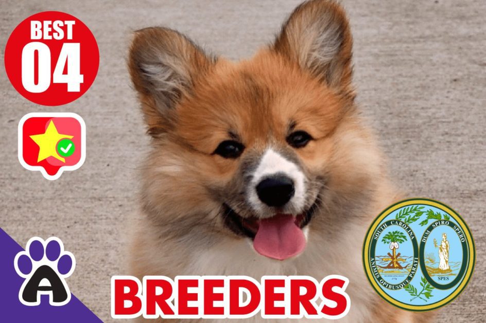 4 Best Reviewed Corgi Breeders in South Carolina 2021 (Puppies for Sale SC)