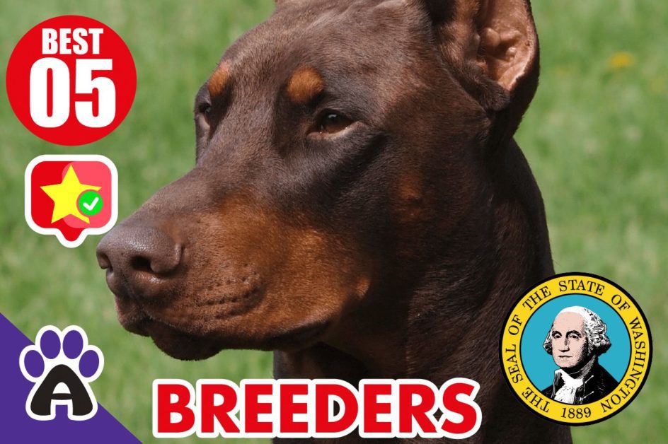 5 Best Reviewed Doberman Breeders In Washington 2021 (Puppies For Sale in WA)