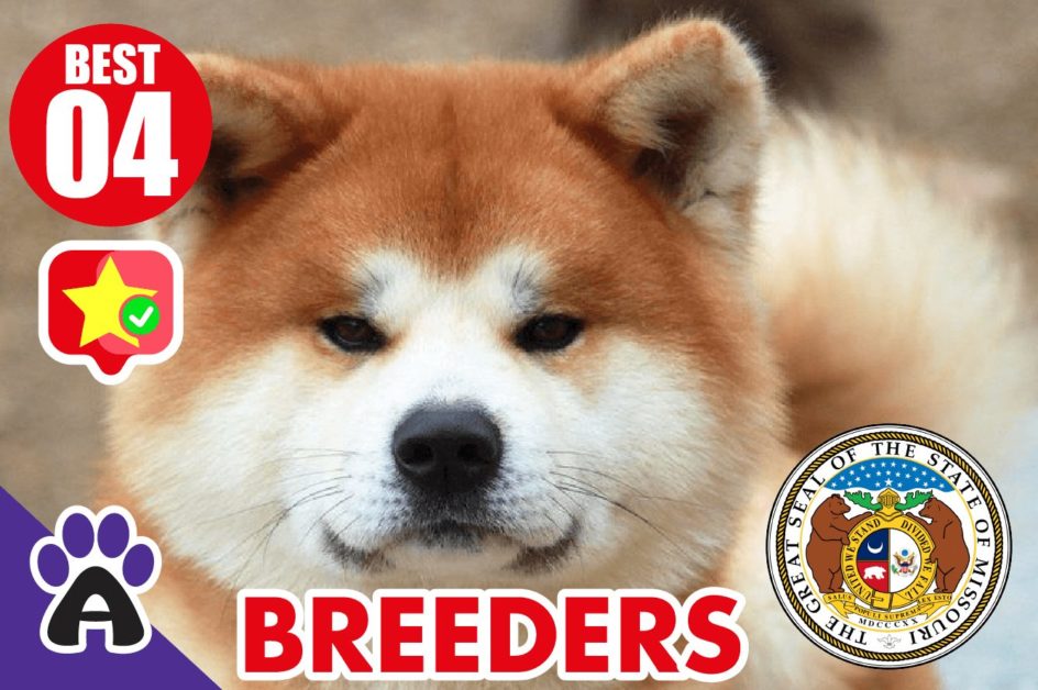 4 Best Reviewed Akita Breeders In Missouri 2021 (Puppies For Sale in MO)