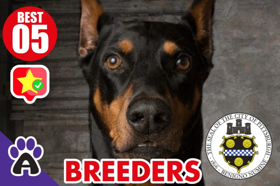 5 Best Reviewed Doberman Breeders In Pittsburgh 2021 (Puppies For Sale in PA)
