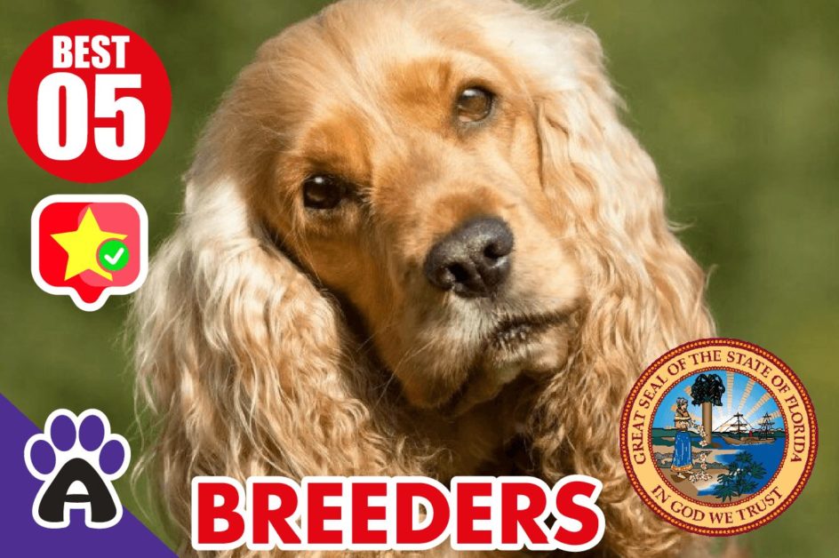 5 Best Reviewed Cocker spaniel Breeders In Florida 2021 (Puppies For Sale in FL)