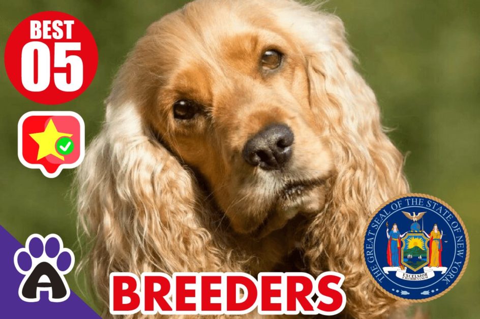 5 Best Reviewed Cocker spaniel Breeders In New York 2021 (Puppies For Sale in NY)