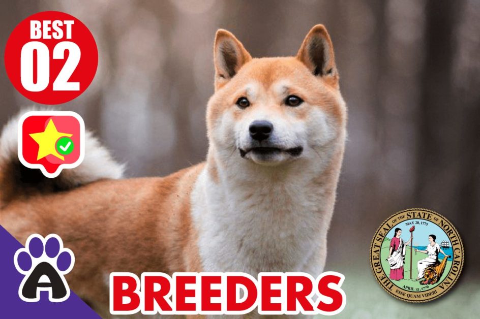 2 Best Reviewed Akita Breeders In North Carolina 2021 (Puppies For Sale in NC)