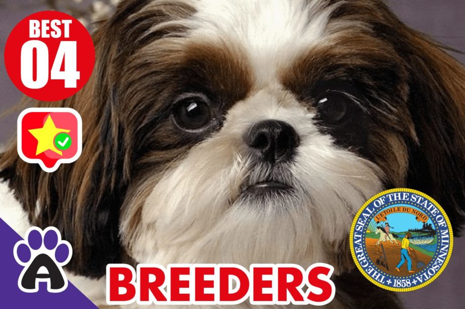 4 Best Reviewed Shih Tzu Breeders In Minnesota 2021 (Puppies For Sale in MN)