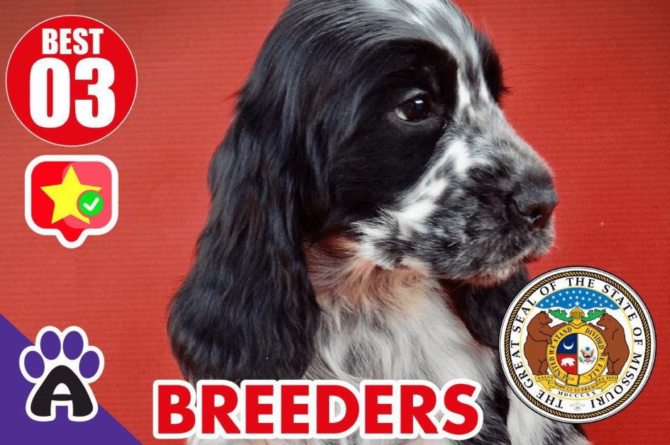 3 Best Reviewed Cocker spaniel Breeders In Missouri 2021 (Puppies For Sale in MO)