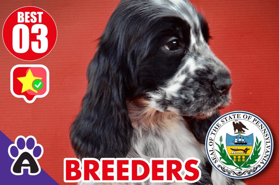 3 Best Reviewed Cocker Spaniel Breeders In Pennsylvania 2021 (Puppies For Sale In PA)