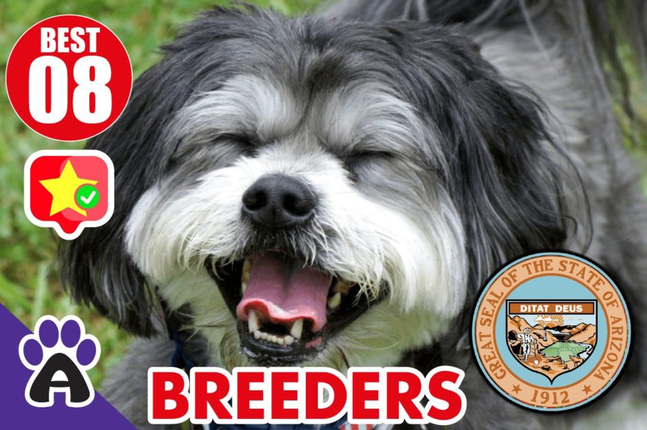 8 Best Reviewed Shih Tzu Breeders In Arizona 2021 (Puppies For Sale in AZ)