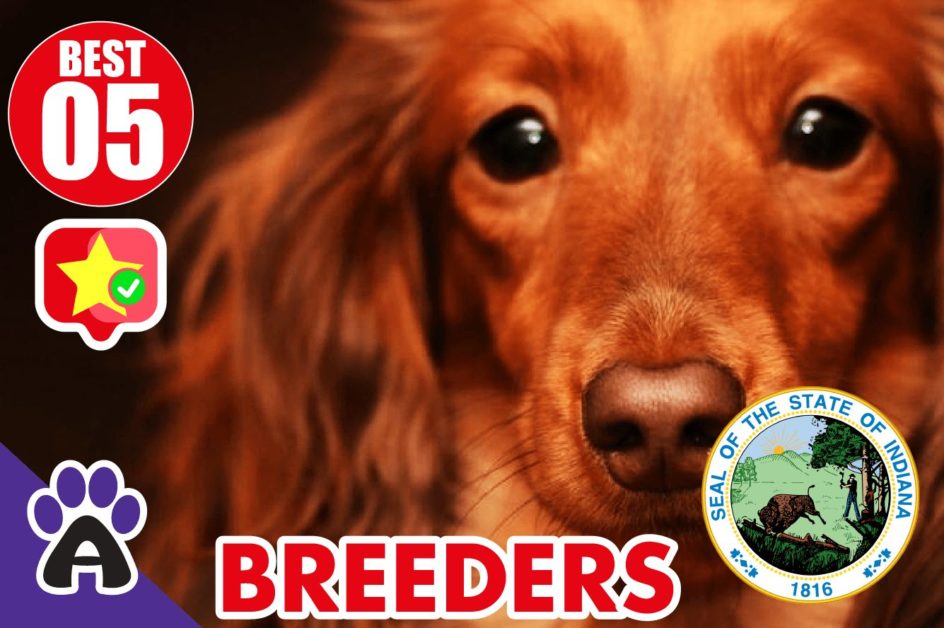 5 Best Reviewed Cocker Spaniel Breeders In Indiana 2021 (Puppies For Sale In IN)