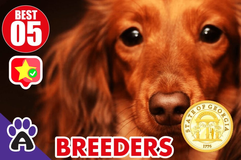 5 Best Reviewed Cocker Spaniel Breeders In Georgia 2021 (Puppies For Sale In GA)