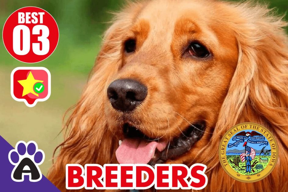 3 Best Reviewed Cocker Spaniel Breeders In Iowa 2021 (Puppies For Sale In IA)