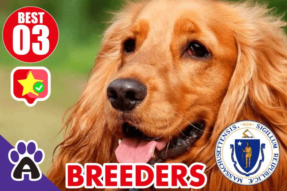 3 Best Reviewed Cocker Spaniel Breeders In Massachusetts 2021 (Puppies For Sale In MA)