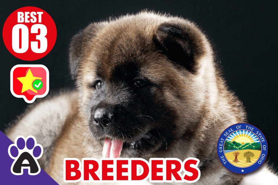 3 Best Reviewed Akita Breeders In Ohio 2021 (Puppies For Sale)
