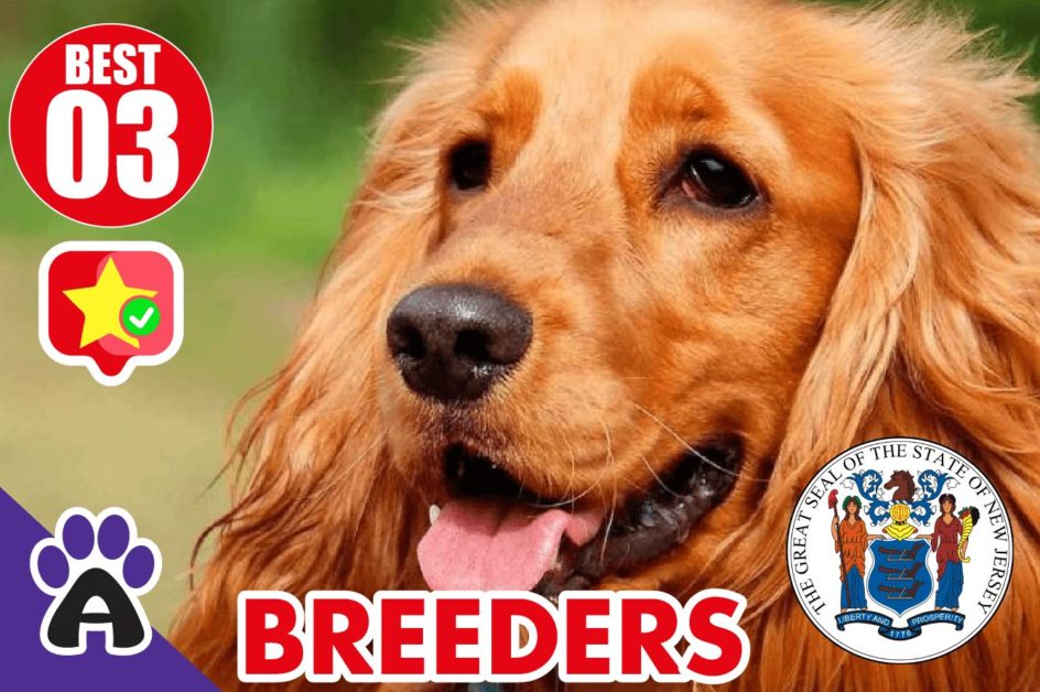 3 Best Reviewed Cocker Spaniel Breeders In New Jersey 2021 (Puppies For Sale In NJ)