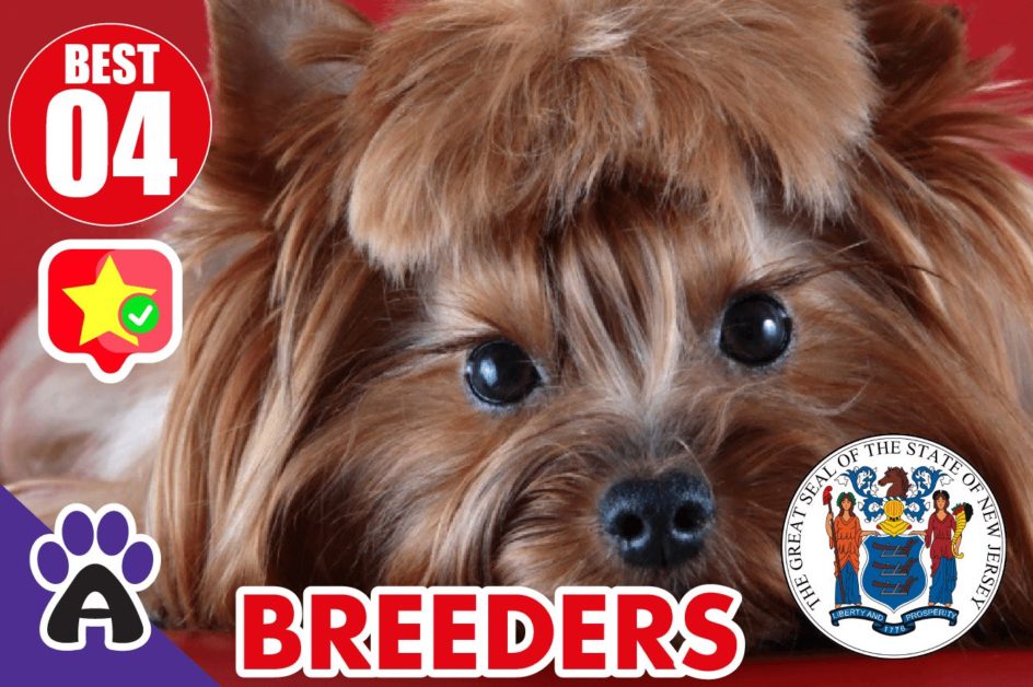 4 Best Reviewed Shih Tzu Breeders In New Jersey 2021 (Puppies For Sale in NJ)