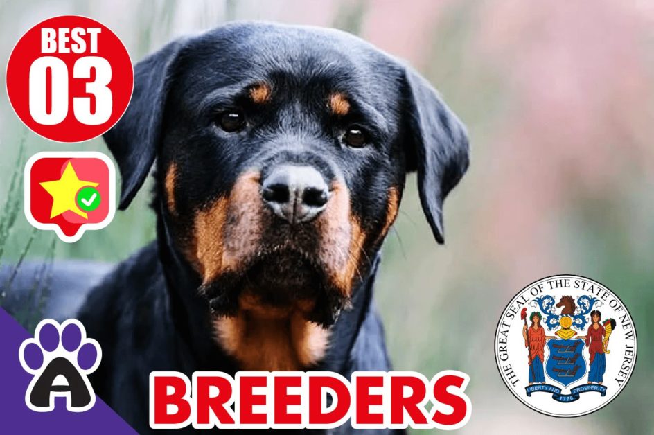 Best 3 Reviewed Rottweiler Breeders In New Jersey 2021 (Puppies For Sale in NJ)