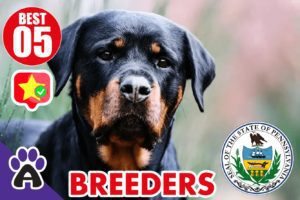 Best 5 Reviewed Rottweiler Breeders In Pennsylvania 2021 (Puppies For Sale in PA)