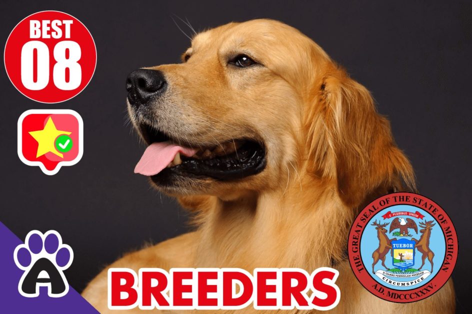 Best 8 Reviewed Golden Retriever Breeders In Michigan 2021 (Puppies For Sale in MI)