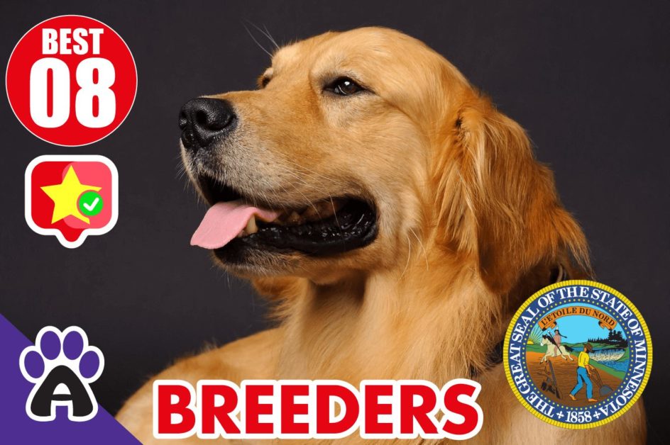 Best 8 Reviewed Golden Retriever Breeders In Minnesota 2021 (Puppies For Sale in MN)