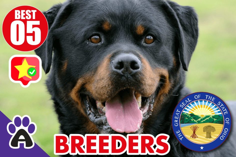 Best 5 Reviewed Rottweiler Breeders In Ohio 2021 (Puppies For Sale in OH)