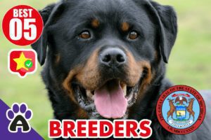 Best 5 Reviewed Rottweiler Breeders In Michigan 2021 (Puppies For Sale in MI)