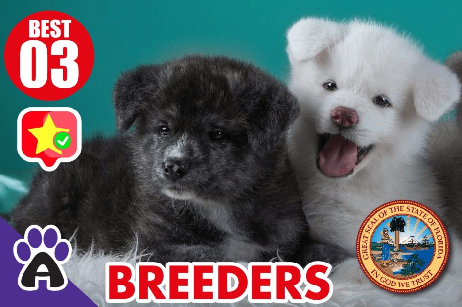 3 Best Reviewed Akita Breeders In Florida 2021 (Puppies For Sale in FL)