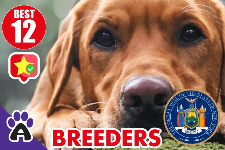Best 12 Reviewed Golden Retriever Breeders In New York 2021 (Puppies For Sale in NY)