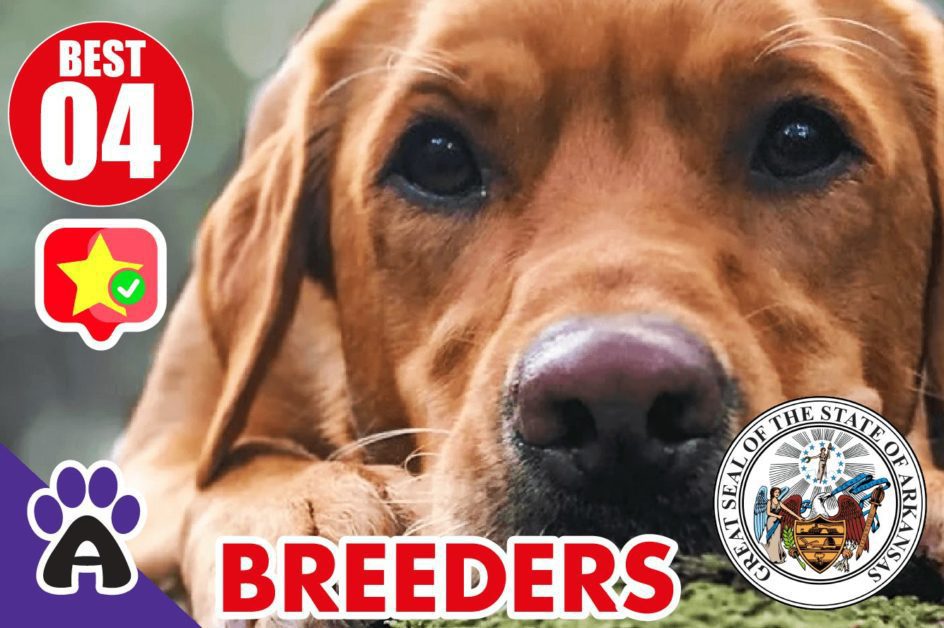 Best 4 Reviewed Golden Retriever Breeders In Arkansas 2021 (Puppies For Sale in AR)