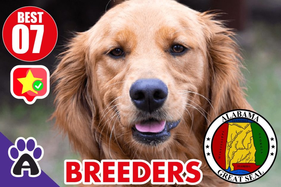 Best 7 Reviewed Golden Retriever Breeders In Alabama 2021 (Puppies For Sale in AL)