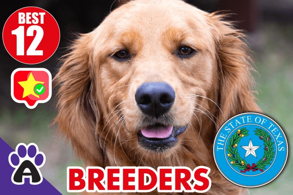 Best 12 Reviewed Golden Retriever Breeders In Texas 2021 (Puppies For Sale in TX)