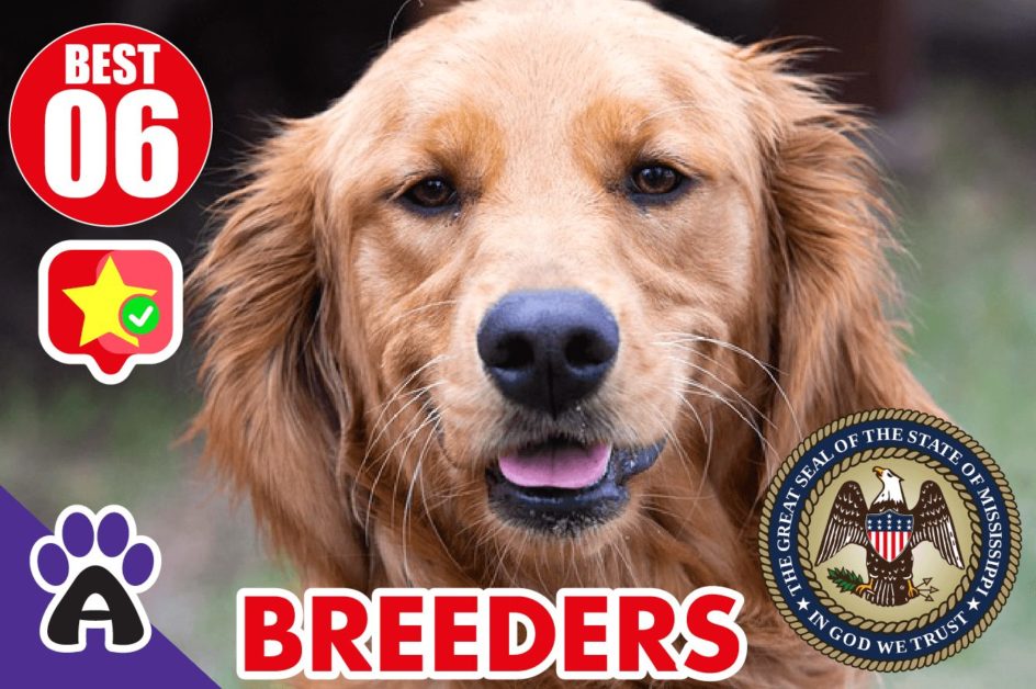 Best 6 Reviewed Golden Retriever Breeders In Mississippi 2021 (Puppies For Sale in MS)