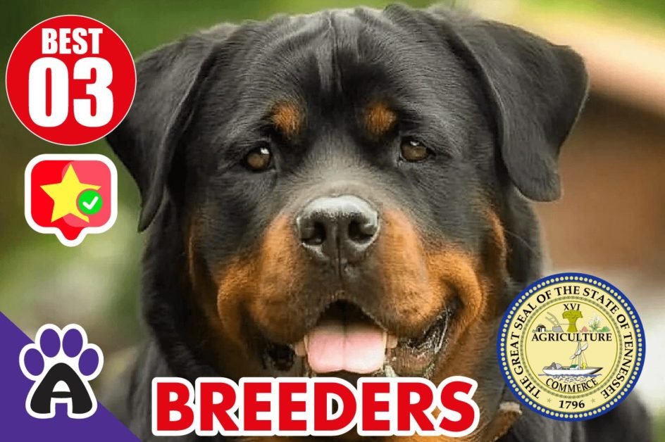 Best 3 Reviewed Rottweiler Breeders In Tennessee 2021 (Puppies For Sale in TN)