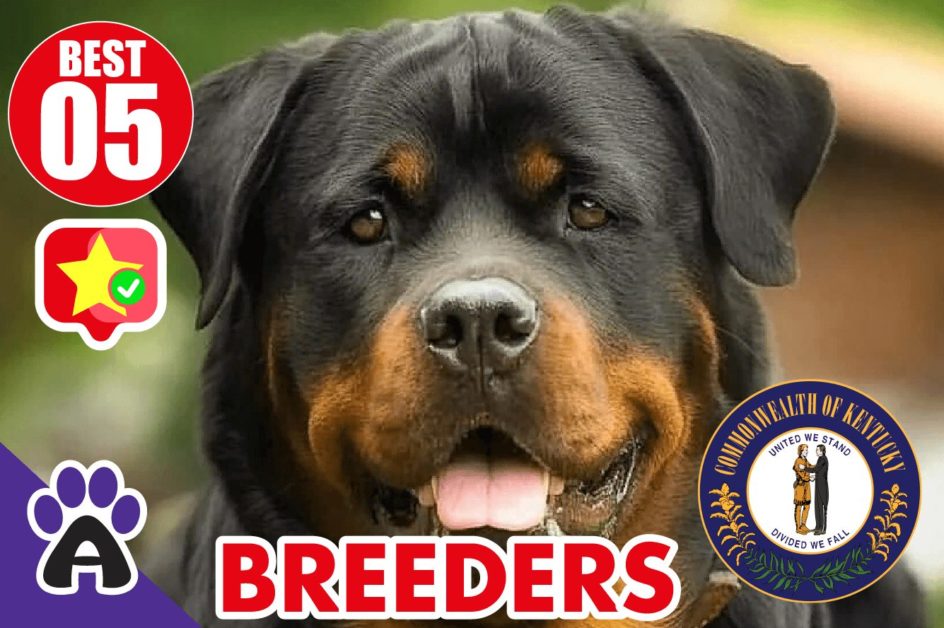 Best 5 Reviewed Rottweiler Breeders In Kentucky 2021 (Puppies For Sale in KY)