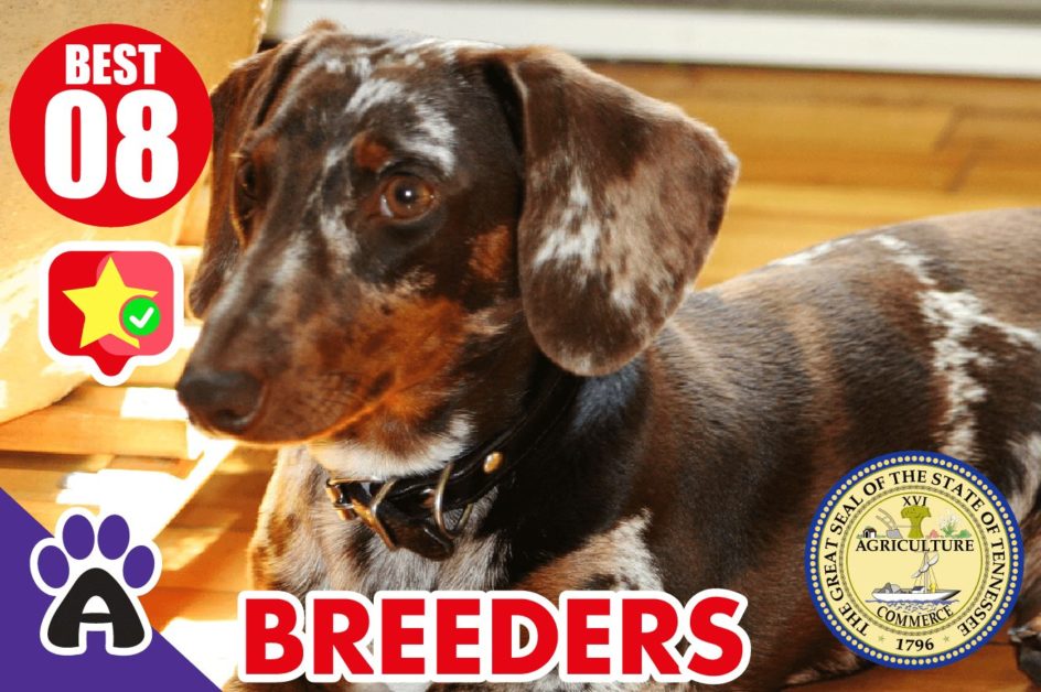 8 Best Reviewed Dachshund Breeders In Tennessee 2021 (Puppies For Sale in TN)