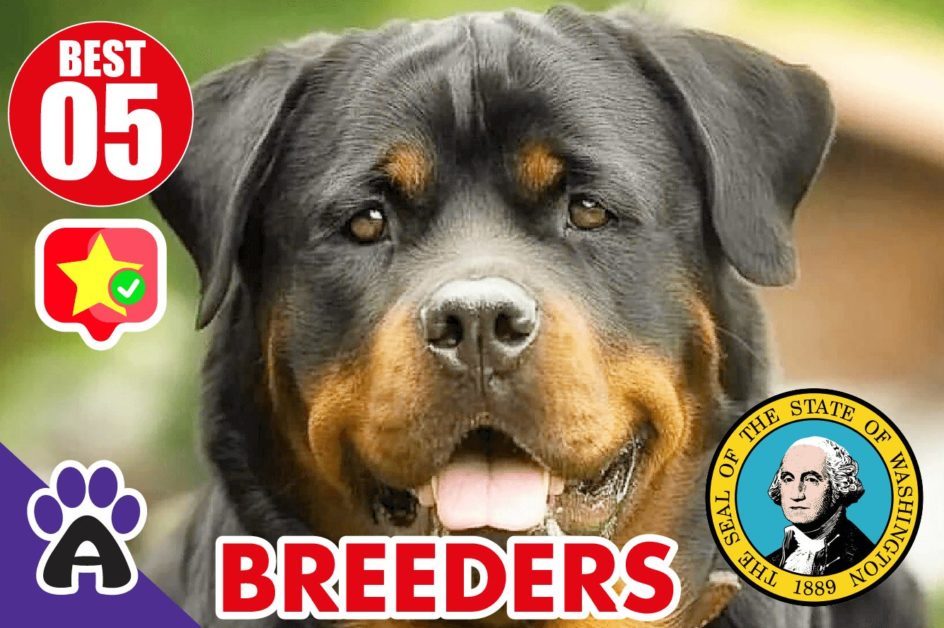Best 5 Reviewed Rottweiler Breeders In Washington 2021 (Puppies For Sale in WA)