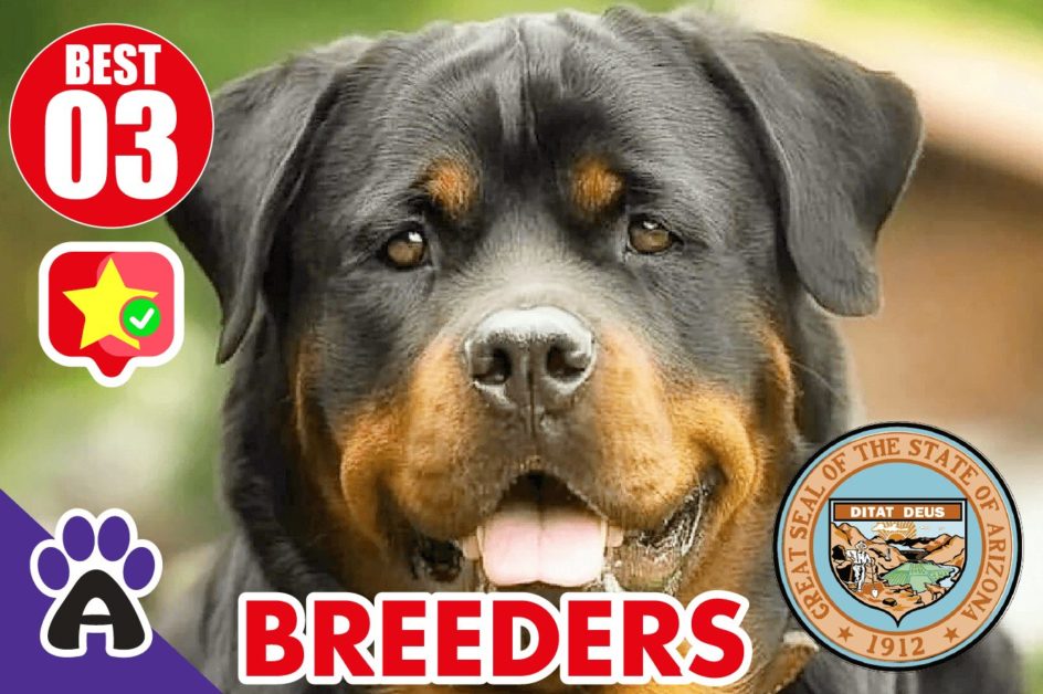 3 Best Reviewed Boston Terrier Breeders In Arizona 2021 (Puppies For Sale in AZ)
