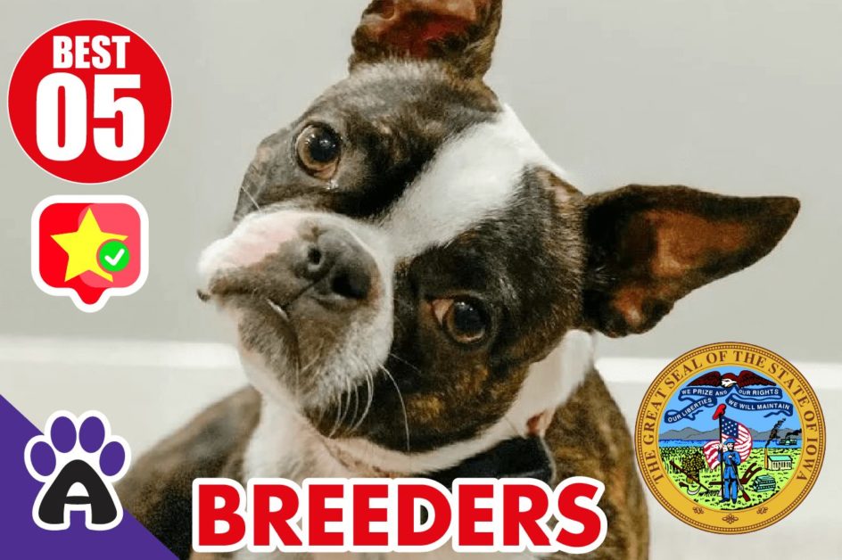 Best 5 Reviewed Boston Terrier Breeders In Iowa 2021 (Puppies For Sale in IA)