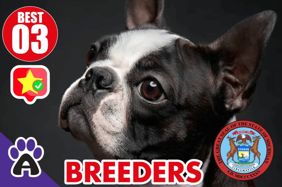 3 Best Reviewed Boston Terrier Breeders In Michigan 2021 (Puppies For Sale in MI)