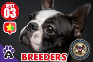 3 Best Reviewed Boston Terrier Breeders In Mississippi 2021 (Puppies For Sale in MS)