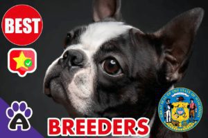 Best Reviewed Boston Terrier Breeders In Wisconsin 2021 (Puppies For Sale in WI)