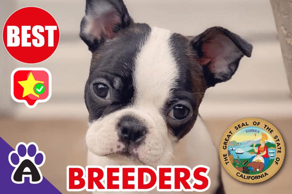 Best 8 Reviewed Boston Terrier Breeders In California 2021 (Puppies For Sale in CA)