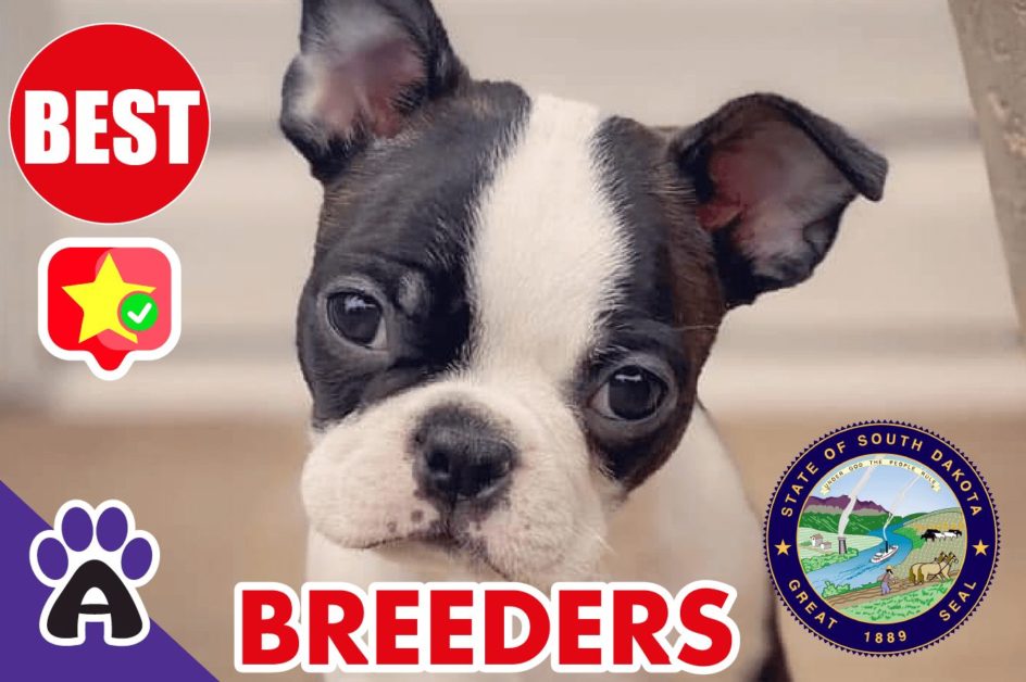 Best Reviewed Boston Terrier Breeders In South Dakota 2021 (Puppies For Sale in SD)